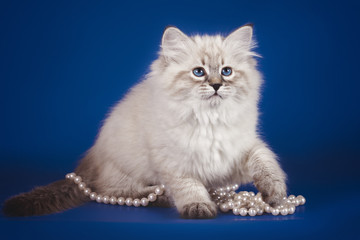 Fluffy beautiful white kitten of Neva Masquerade with blue eyes, three months old, posing on blue...