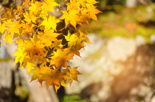 autumn yellow maple leaves with blurred background at morning in autumn season from Kyoto, Japan, soft focus, sunlight effect