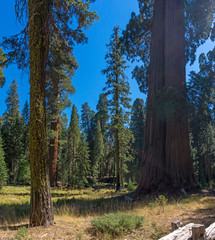 Tall trees in Sequoia National Park in USA California. Trees with a red bark in park