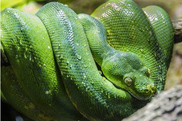 Grüne Python gerollt