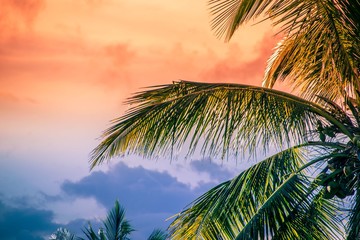 Fototapeta na wymiar Coconut Tree, Shot from Mauritius