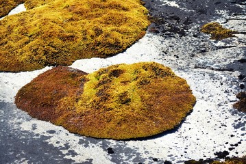 mossy rocks close up - Greenland Ilulissat