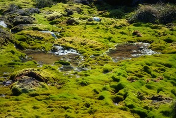 marshlands in Greenland Ilulissat Disko Bay