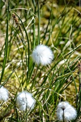 white soft cotton grass (Eriophorum scheuchzeri) growing in Greenland, Ilulissat