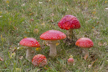 Fliegenpilze  im Gras