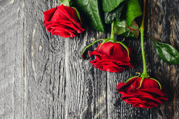 Obraz premium beautiful scarlet roses on a black wooden background