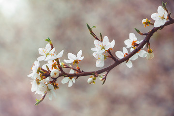 cherry branch with white flowers on a dark background, early spring_