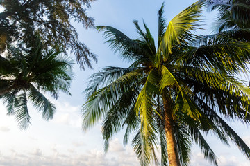 coconut palm tree on sky background
