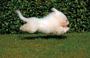 White Bichon Bolognese Dog