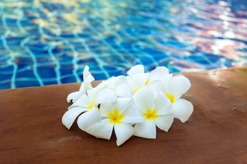 Floating frangipani flowers in the pool