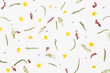 Pattern from summer field plants on white background
