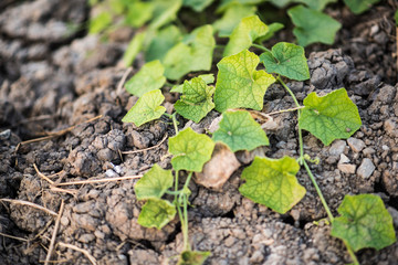 Glaucoma on the ground and sunshine.