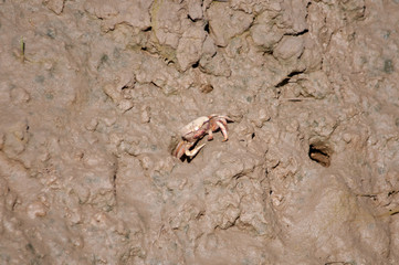 Small pink crabs in salt pans