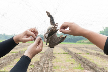 Bird were caught by gardener hand holding on a mesh on white background,Illegal Bird Trap