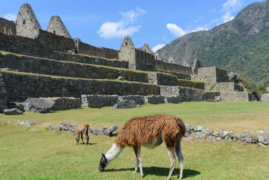 Llamas grazing at Machu Picchu, Peru