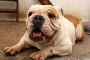 Fototapeta premium perro