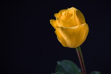 delicate yellow rose 