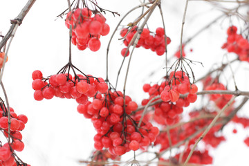 Viburnum In The Snow	