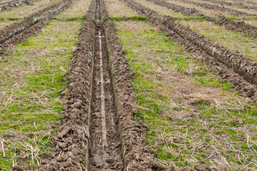 Fototapeta na wymiar Fresh made agricultural field texture,Cultivation of the field land
