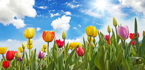 Glück, Lebensfreude, Frühlingserwachen, Auszeit, Leben: Buntes, duftendes Blumenfeld mit Tulpen m...