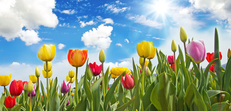 Gl&uuml;ck, Lebensfreude, Fr&uuml;hlingserwachen, Auszeit, Leben: Buntes, duftendes Blumenfeld mit Tulpen m Fr&uuml;hling :)