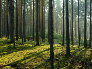 Coniferous forest in summer and sunrays