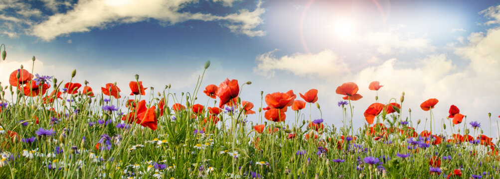Summer happiness: meadow with red poppies :)