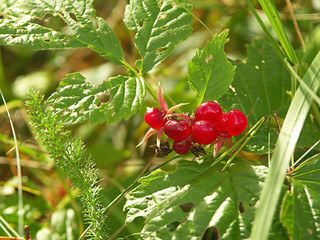 Red berries of stone bramble (Rubus saxatilis)