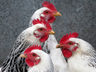 Laying hens in a poultry farm. White broiler chickens closeup