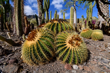 Cactualdea Park, Gran Canaria