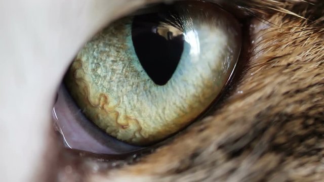 Close up macro cats eye iris, animal instincts 