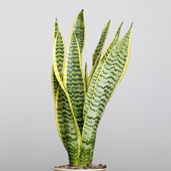 Planta purificadora