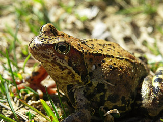 Frog on green grass, close up.