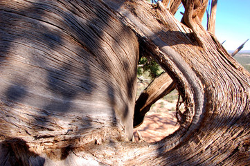 Abstract photo of wind blown juniper trunks in Southern Utah desert.