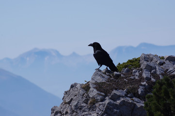 corbeau en montagne