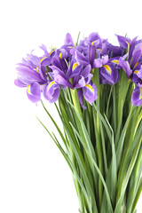 Close-up of a beautiful bouquet of purple irises. Isolated