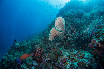 School of tropical fish on the colorful underwater coral reef. Scuba diving with sea wildlife. Snorkeling on the reef with fish. Sea lily, corals and anthias fish.