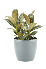 Close-up of a ficus in flowerpot. Plant in a pot. Isolated