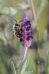 Eucera longicornis. Bee in their natural environment.