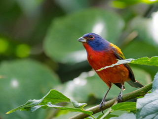 Male Painted Bunting in Florida