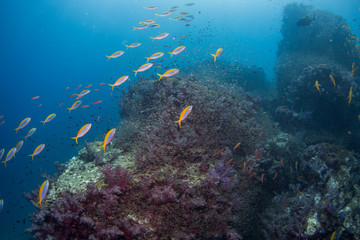 Fototapeta na wymiar School of tropical fish on the colorful underwater coral reef. Scuba diving with sea wildlife. Snorkeling on the reef with fish. Sea lily, corals and anthias fish.