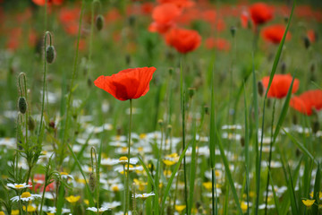 Red poppy field among chamomiles and yellow flowers