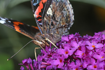 Schmetterling Admiral saugt Nektar auf Schmetterlingsstrauch