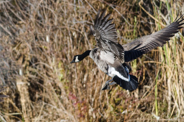 Canada Geese Landing in the Wetlands