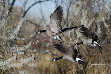 Canada Geese Landing in the Wetlands