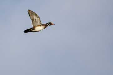 Wood Duck Flying in a Blue Sky