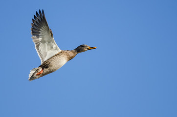 Mallard Duck Flying in a Blue Sky