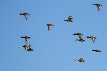 Flock of Ring-Necked Ducks Flying in a Blue Sky