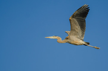 Obraz premium Great Blue Heron Flying in a Blue Sky