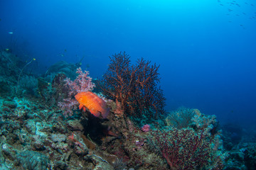 Fototapeta na wymiar Underwater coral reef fish shoal world landscape